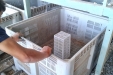 AjoMoradoRecoleccion-08