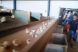 AjoMoradoRecoleccion-15