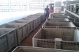 AjoMoradoRecoleccion-17