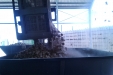 AjoMoradoRecoleccion-26