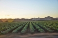 California-018