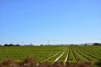 California-105