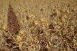 Carcamo-04