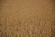 Carcamo-06