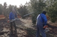 Cogiendo_Aceituna_Picual-02