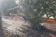 Cogiendo_Aceituna_Picual-03