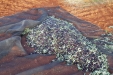 Cogiendo_Aceituna_Picual-04