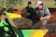 Cogiendo_Aceituna_Picual-12
