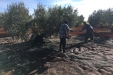 Cogiendo_Aceituna_Picual-15