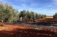 Cogiendo_Aceituna_Picual-17
