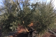 Cogiendo_Aceituna_Picual-19