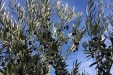 Cogiendo_Aceituna_Picual-20