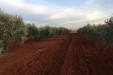 Cogiendo_Aceituna_Picual-23