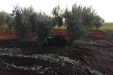Cogiendo_Aceituna_Picual-24