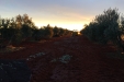 Cogiendo_Aceituna_Picual-30