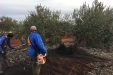 Cogiendo_Aceituna_Picual-31