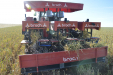 CogerAjos_JJBroch-19
