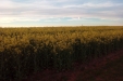 Colza-02