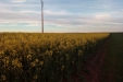 Colza-03