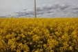 Colza-05