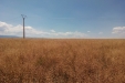 Colza-07