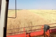 Colza-10