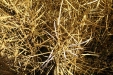 Colza-27