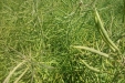 Colza-29