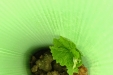 PlantarViñaNueva-04