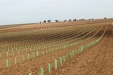 PlantarViñaNueva-06