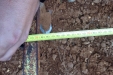 PlantarViñaNueva-14