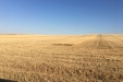 Cosecha-harvesting-2017-05