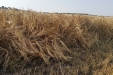 cosecha_cereales-06