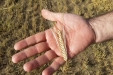 cosecha_cereales-09