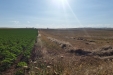 cosecha_lentejas_castellana-02