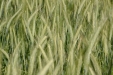 CuadernoDeCampoCropti07