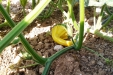 huerto-01