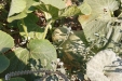 huerto-03