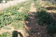 huerto-04