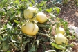 huerto-05