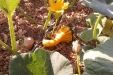 huerto-06