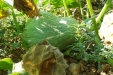 huerto-07
