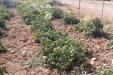 huerto-09