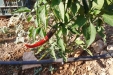 huerto-10