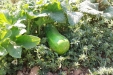 huerto-11