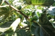 huerto-22