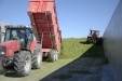 Ensilar-Sorgo-Forrajero-14