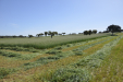 Fendt_Forraje-001