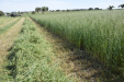 Fendt_Forraje-003