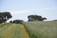 Fendt_Forraje-005